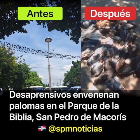 Desaprensivos envenenan palomas en el Parque de la Biblia de San Pedro de Macorís.