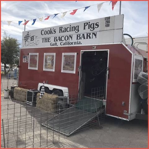 Cook's Racing Pigs presented by Countyfairgrounds