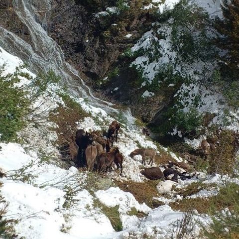 Cadore: un cane spaventa un branco di asini, che cadono nel dirupo: 18 animali morti