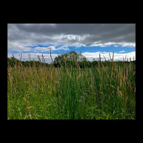Clockwise at the Bog.
