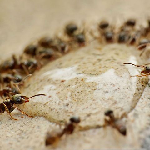 Ecología para todos: La función defensiva en las especies sociales
