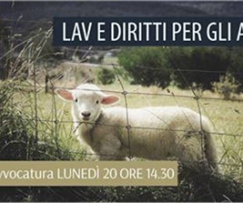 SPECIALE - LAV E DIRITTI DEGLI ANIMALI 20 Marzo 2017 - LIVE #Diretta