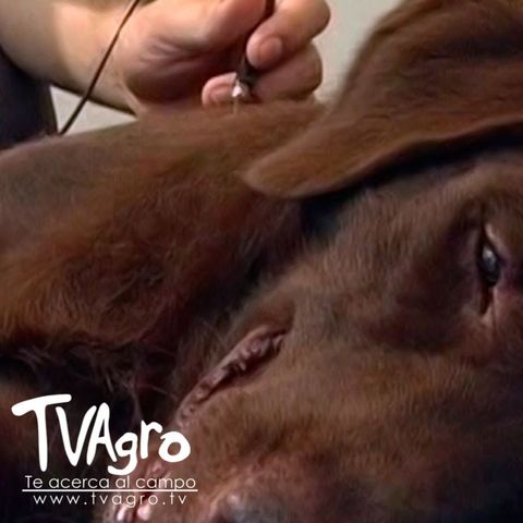 Trauma Cerebrovascular en Perro Labrador - TvAgro por Juan Gonzalo Angel