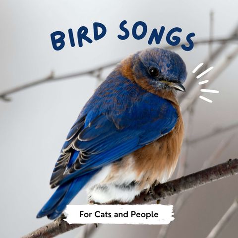 Birds Songs for cats Field Recording - Japan
