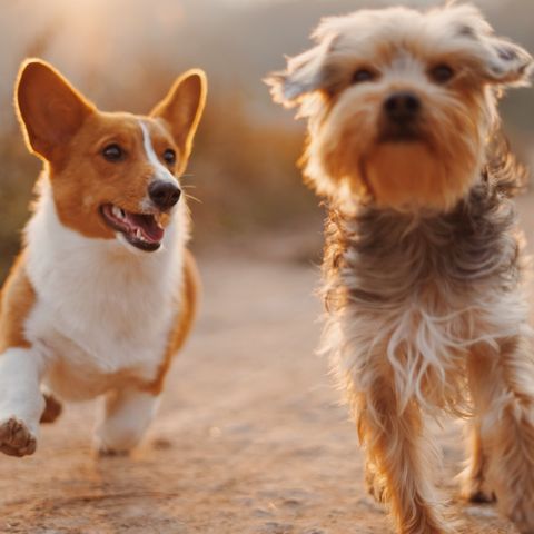 “Home alone, your doggie podcast”: il primo podcast al mondo solo per cani
