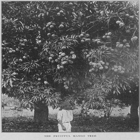 The Mango Tree by Arpad Nagy