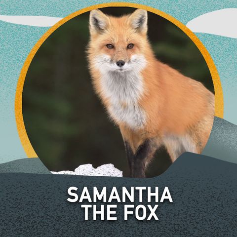 Samantha the Fox