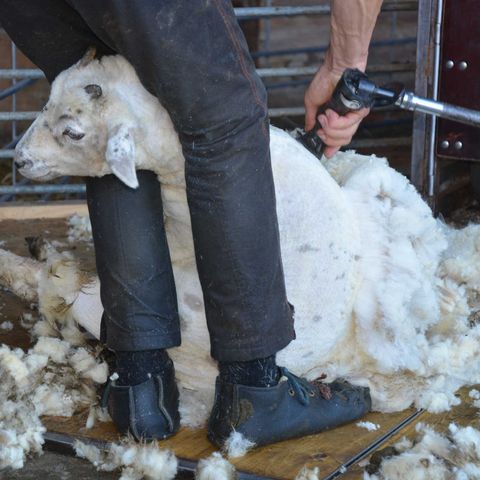 China ahoga a los ganaderos españoles con su veto a la lana nacional