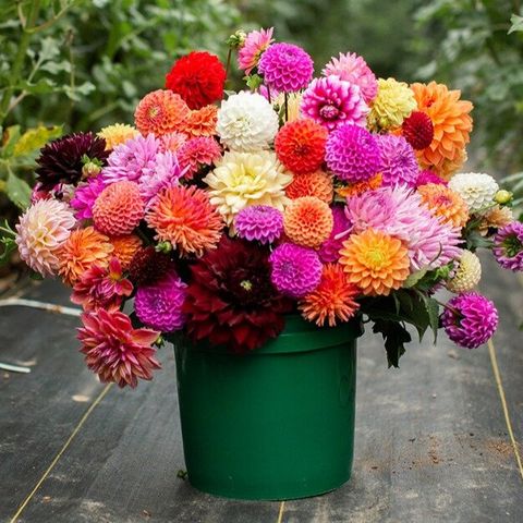 The Details of Dahlias: Diversity, Hybridization, and Growth