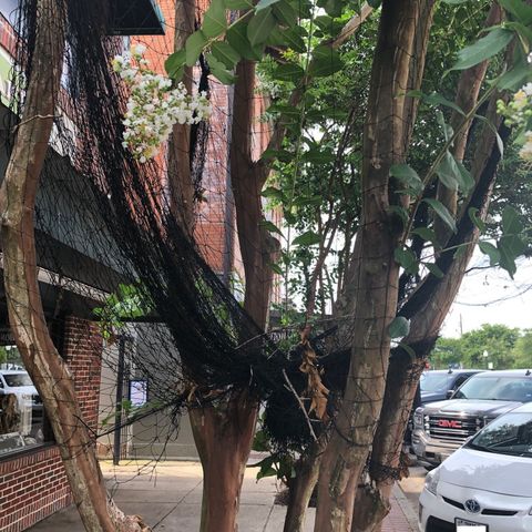 Downtown Bryan trees have new nets to keep birds and bird droppings away