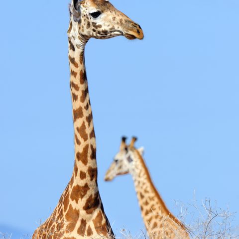 Thousands of viewers tuning in see a Giraffe give birth.