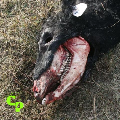 CATTLE MUTILATIONS