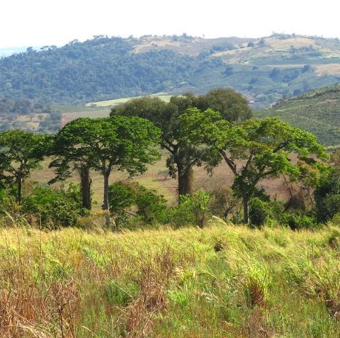 Non solo Amazzonia: tra gli alberi del Pianeta, una specie su tre rischia l’estinzione