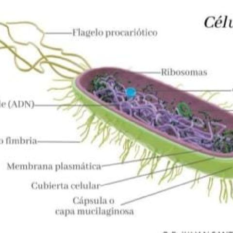 Episodio 2 Microbiología- El podcast de Julián Santa Cruz López