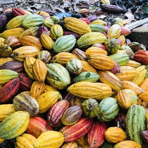 Costos de producción para el cultivo de cacao