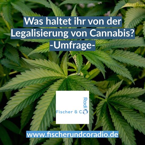 Was haltet ihr von der Legalisierung von Cannabis?