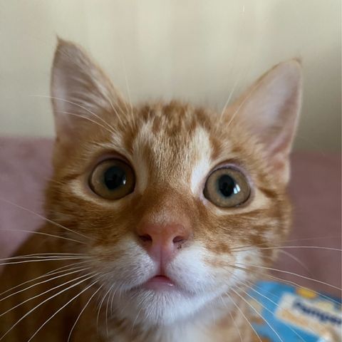 Targati sfiga gatto