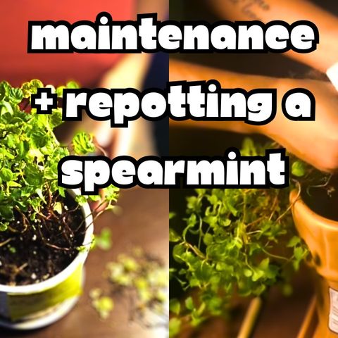 Maintenance, Repot, & a Chat w/ bae!🌿👩🏽‍❤️‍💋‍👩🏾