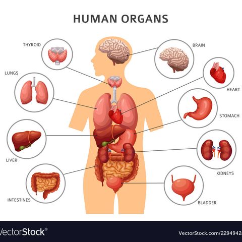 Organs Season(don't vaction overseas)