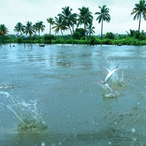 പൂമീന്‍ ചാടണ കണ്ട്ക്കാ |  യാത്രാവാണി | Aqua Tourism Centre Milkfish