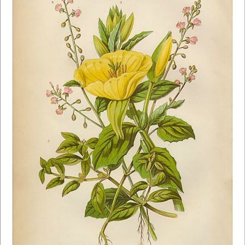 Show 196: Evening Primrose, Buttercups and Wild Radish