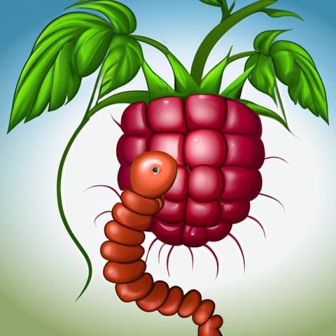 The raspberry worm | Andrew Lang Stories