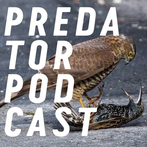 Episode 5: Birds of Prey
