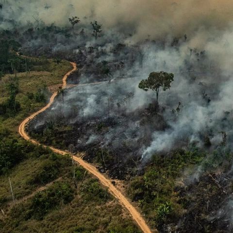 Efeitos do governo Bolsonaro na emissão de CO2 na Amazônia