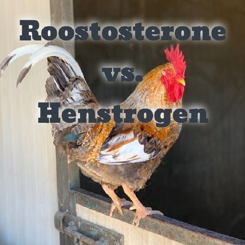 Roostosterone vs. Henstrogen