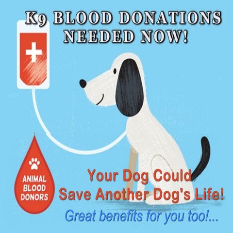 Animal Blood Bank Donors Needed - Bec Charteris