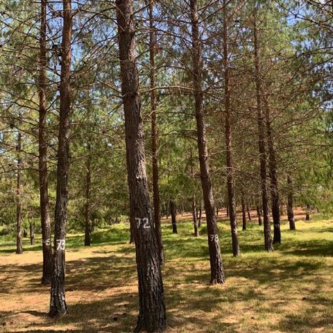 Reforestación