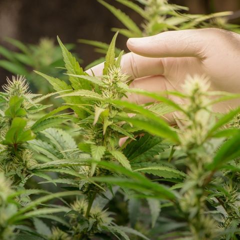 Non solo cannabis light: il governo mette fuorilegge ogni lavorazione della canapa