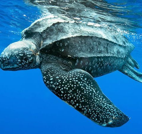 Leatherback Turtle