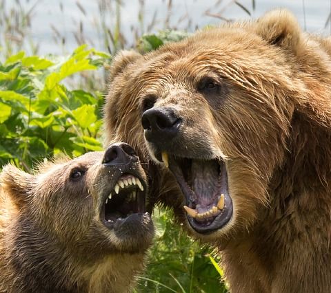Moron Monday: Zookeeper Facing Charges For Taking a Bear Out For Ice Cream