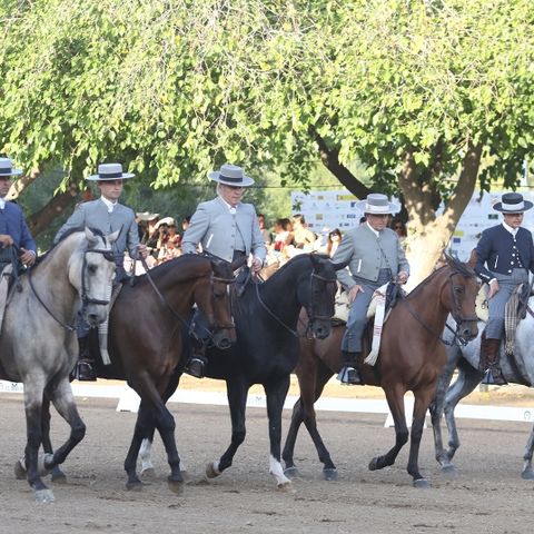 El Parque del Alamillo acoge la XIV Gran Semana del Caballo Anglo-Árabe