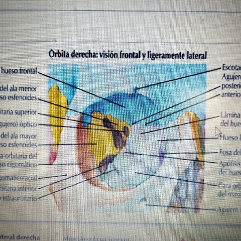 Orbita