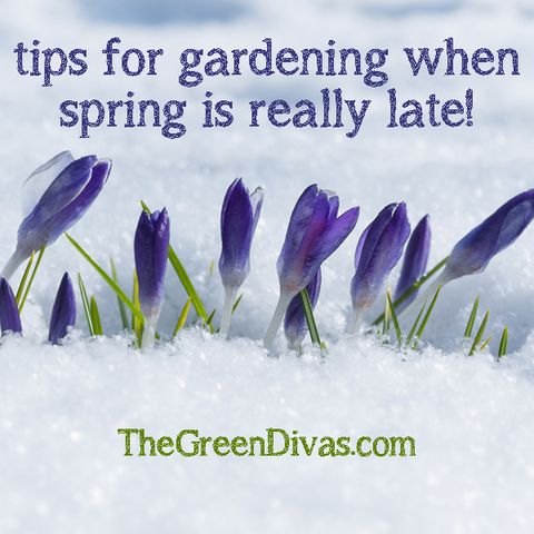Tips for early spring gardening