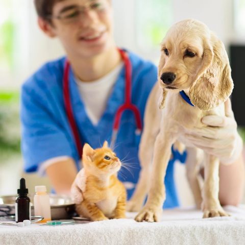 A importância de fazer check-up no seu pet (part. Dra Flávia Clare)