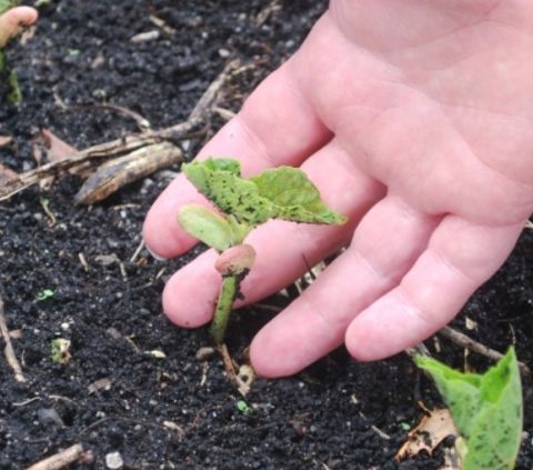 L'agricoltura conservativa è più forte del cambiamento climatico