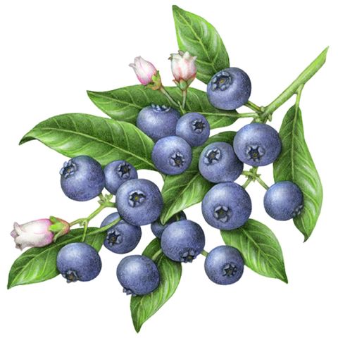 Show 263: Blueberry