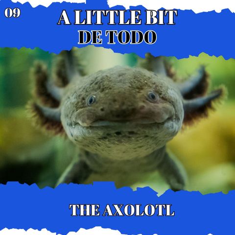 The Axolotl