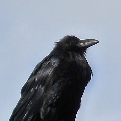 My Raven Call