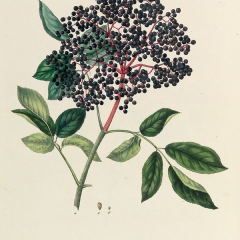 Show 260: Elder