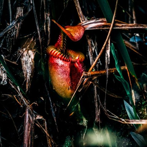 Nepenthes, le piante carnivore del Borneo