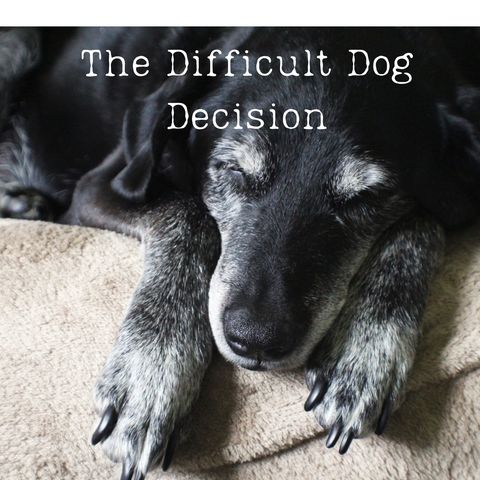 The Difficult Dog Decision