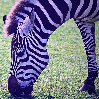 Tale EN.07: The first zebra
