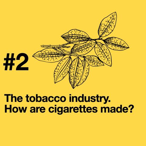 Episode 2: the tobacco industry. What's in a cigarette?