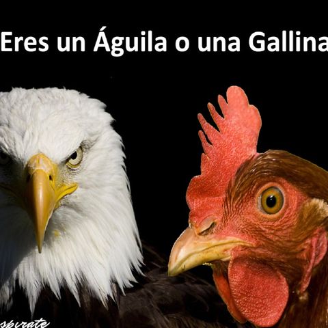 El Águila Y La Gallina