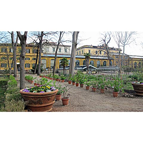 Orto Botanico “Giardino dei Semplici” di Firenze (Toscana)