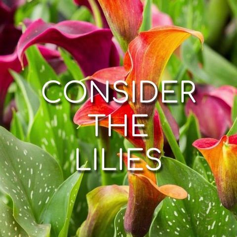 Consider the Lilies - Morning Manna #3062